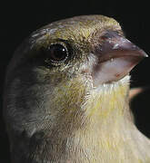 European Greenfinch