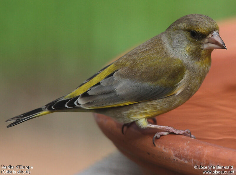 European Greenfinch