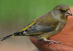 European Greenfinch