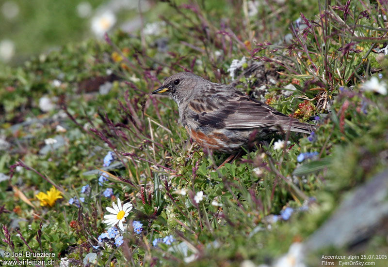 Alpine Accentor