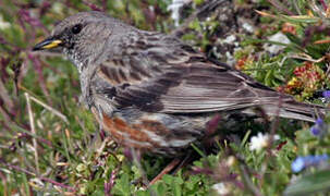 Alpine Accentor