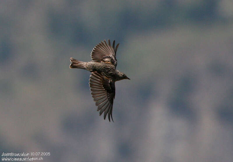 Alpine Accentor, Flight