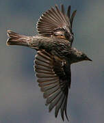 Alpine Accentor