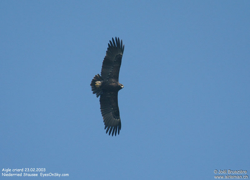 Greater Spotted Eagleadult, Flight