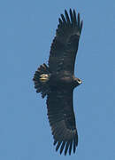 Greater Spotted Eagle