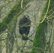 Greater Spotted Eagle