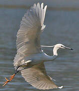 Little Egret