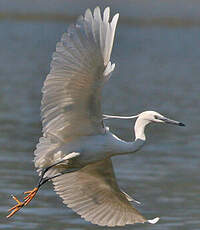 Aigrette garzette