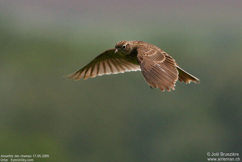 Eurasian Skylark, Flight