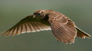 Eurasian Skylark