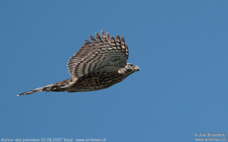 Eurasian Goshawk, Flight