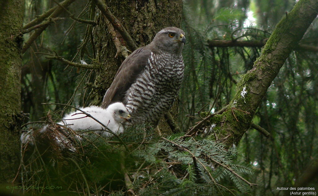 Northern Goshawk