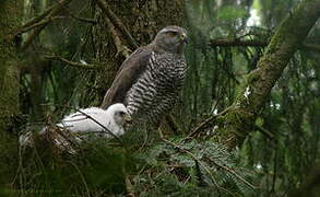 Eurasian Goshawk