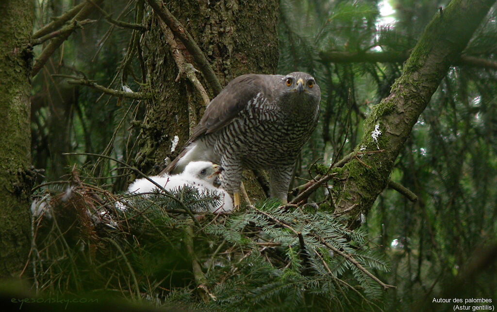 Eurasian Goshawk