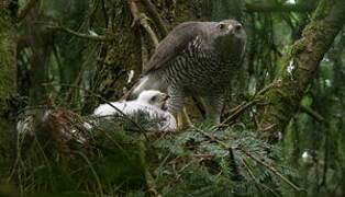 Eurasian Goshawk