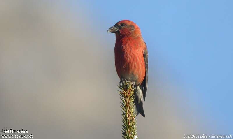 Red Crossbill male adult, Behaviour