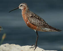 Curlew Sandpiper