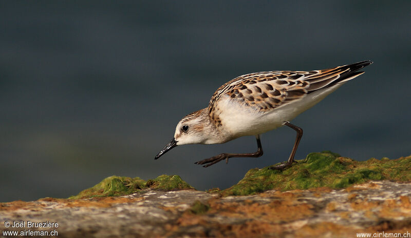 Little Stint, identification