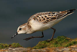 Little Stint