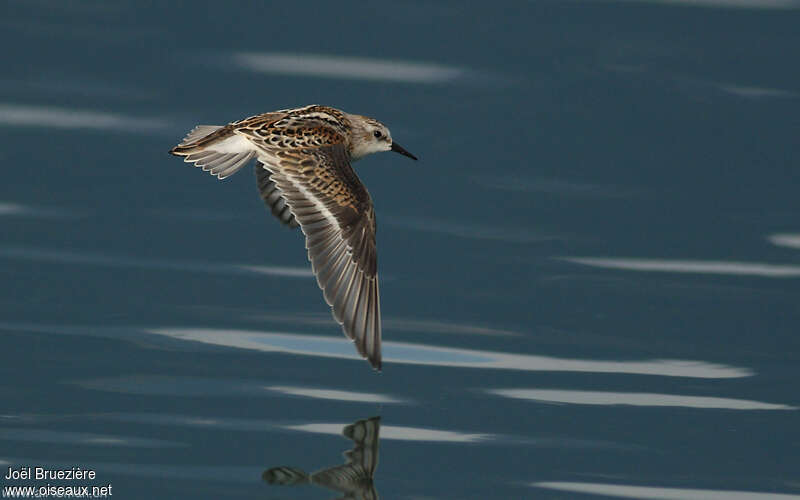 Little Stintjuvenile, Flight