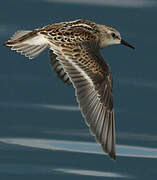 Little Stint