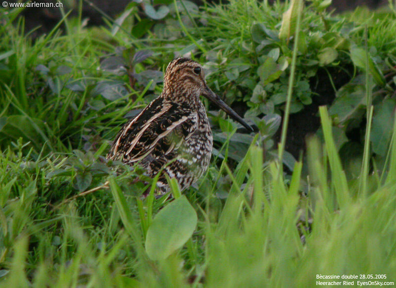 Great Snipeadult, identification