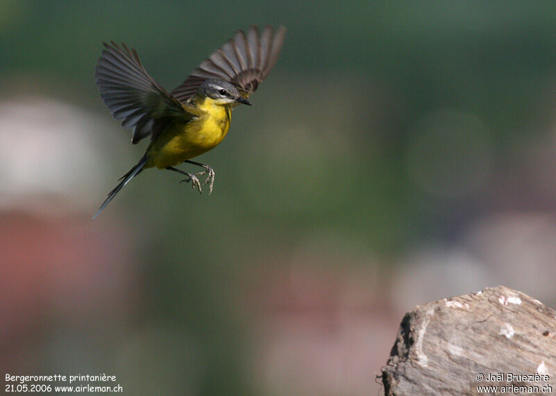 Western Yellow Wagtail, Flight