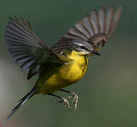 Western Yellow Wagtail