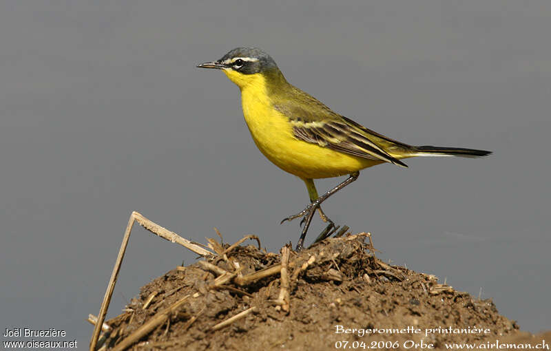 Western Yellow Wagtail male adult, identification