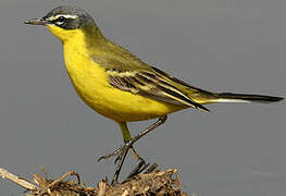 Western Yellow Wagtail