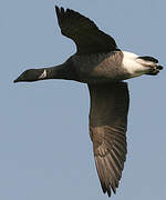 Brant Goose