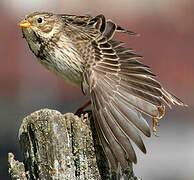 Corn Bunting