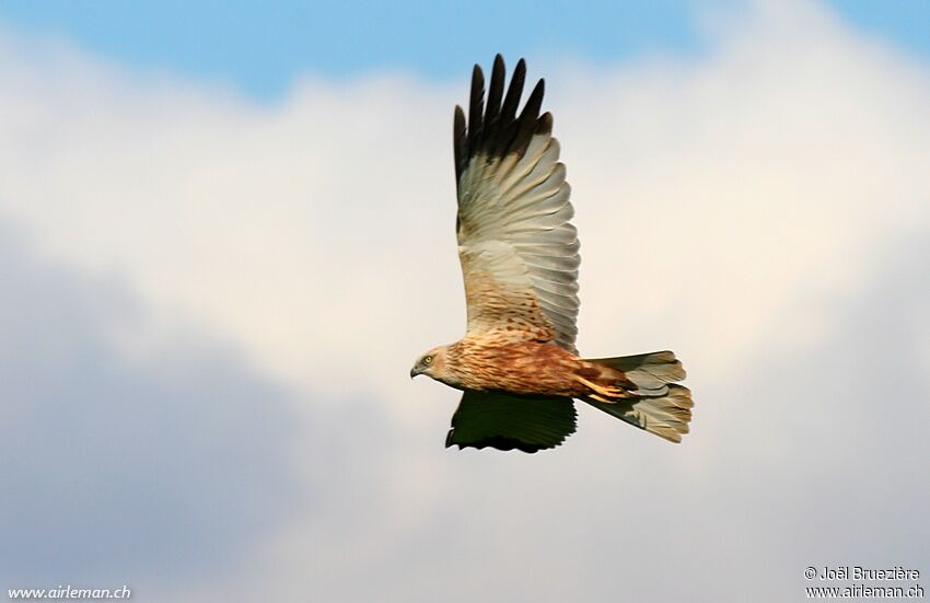 Western Marsh Harrier, Flight