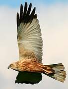 Western Marsh Harrier