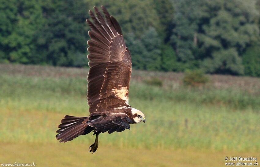 Western Marsh Harrier, Flight