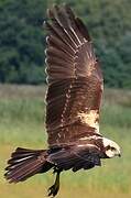 Western Marsh Harrier