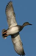 Gadwall