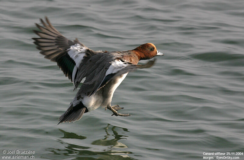 Canard siffleur, Vol