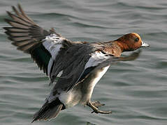 Eurasian Wigeon