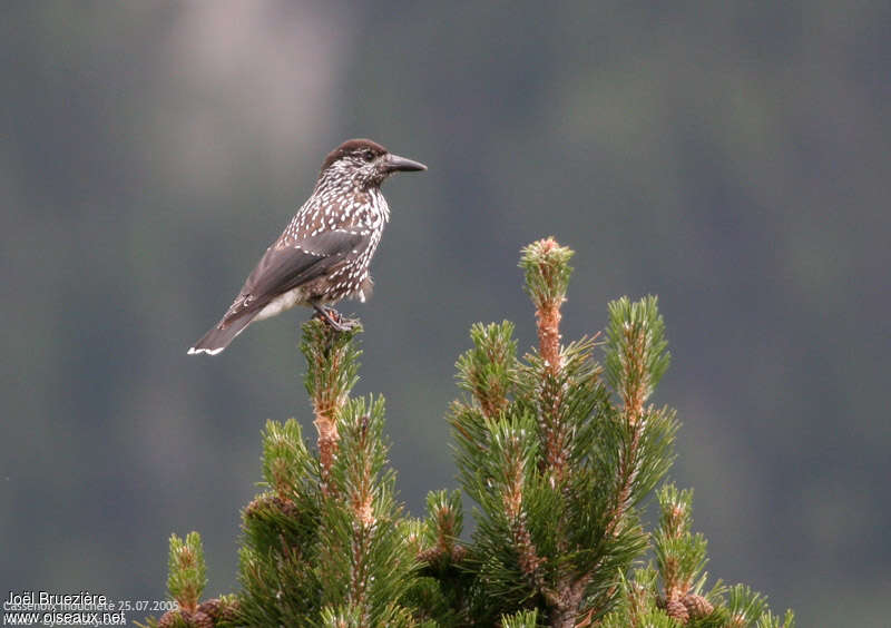 Spotted Nutcrackerjuvenile, identification