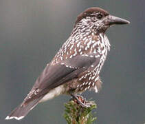 Spotted Nutcracker