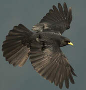 Alpine Chough