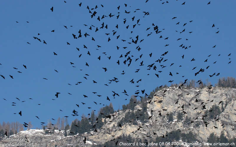 Alpine Chough, Flight, Behaviour