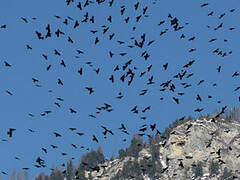 Alpine Chough