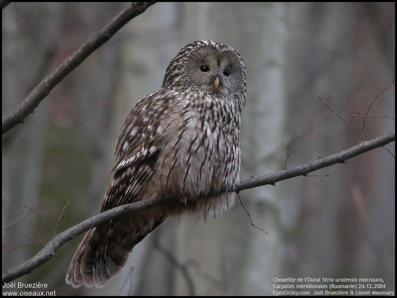 Ural Owl, identification