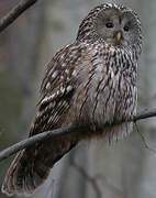 Ural Owl