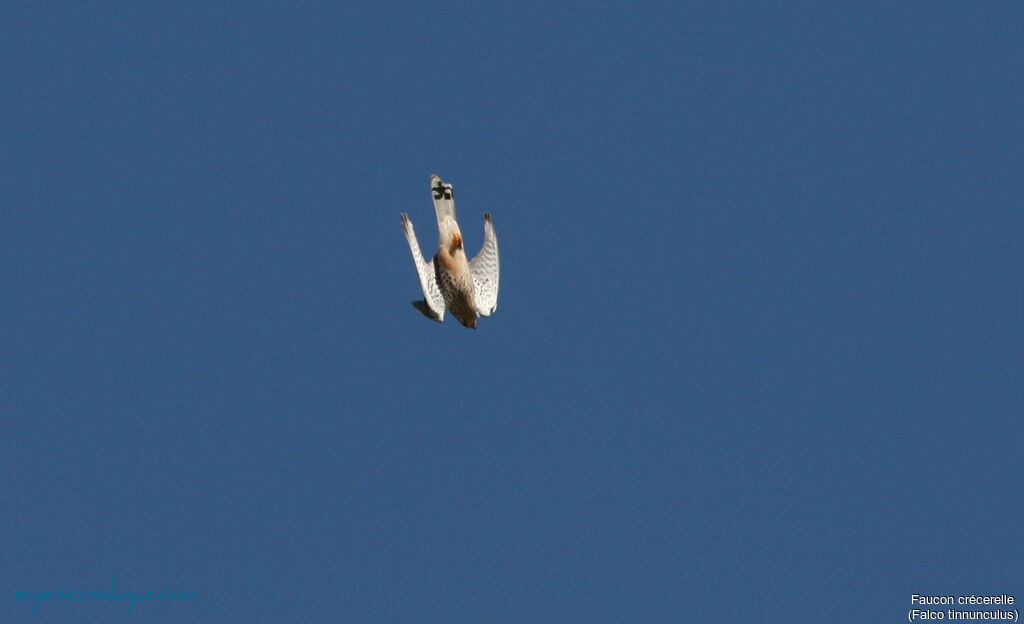 Common Kestrel, Flight