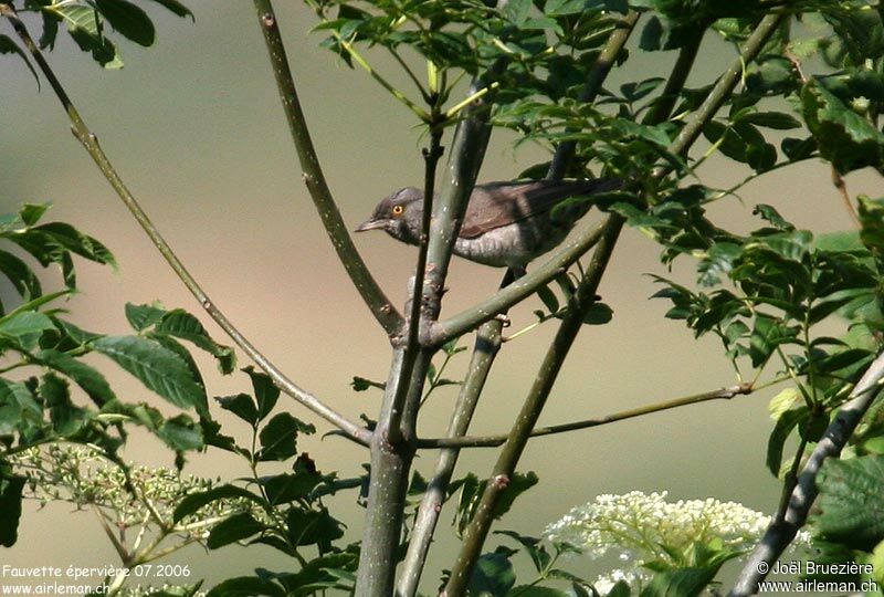 Barred Warbler