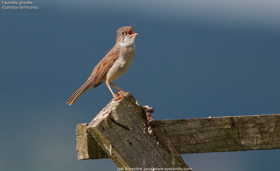 Common Whitethroat