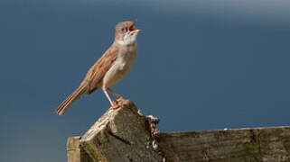 Common Whitethroat